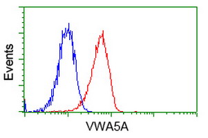 VWA5A Antibody - Flow cytometry of Jurkat cells, using anti-VWA5A antibody, (Red), compared to a nonspecific negative control antibody, (Blue).