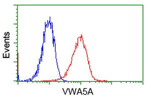 VWA5A Antibody - Flow cytometry of Jurkat cells, using anti-VWA5A antibody, (Red), compared to a nonspecific negative control antibody, (Blue).