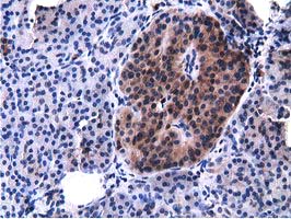 VWA5A Antibody - IHC of paraffin-embedded Human pancreas tissue using anti-VWA5A mouse monoclonal antibody.
