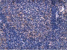 VWA5A Antibody - IHC of paraffin-embedded Human lymph node tissue using anti-VWA5A mouse monoclonal antibody.