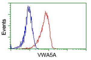 VWA5A Antibody - Flow cytometry of HeLa cells, using anti-VWA5A antibody, (Red), compared to a nonspecific negative control antibody, (Blue).