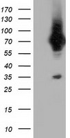 VWA5A Antibody - HEK293T cells were transfected with the pCMV6-ENTRY control (Left lane) or pCMV6-ENTRY VMA5A (Right lane) cDNA for 48 hrs and lysed. Equivalent amounts of cell lysates (5 ug per lane) were separated by SDS-PAGE and immunoblotted with anti-VMA5A.