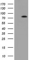 VWA5A Antibody - HEK293T cells were transfected with the pCMV6-ENTRY control (Left lane) or pCMV6-ENTRY VWA5A (Right lane) cDNA for 48 hrs and lysed. Equivalent amounts of cell lysates (5 ug per lane) were separated by SDS-PAGE and immunoblotted with anti-VWA5A.