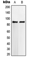 VWA5A Antibody - Western blot analysis of VWA5A expression in HeLa (A); SVT2 (B) whole cell lysates.