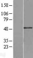 VWA5A Protein - Western validation with an anti-DDK antibody * L: Control HEK293 lysate R: Over-expression lysate