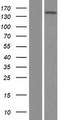 VWA5B2 Protein - Western validation with an anti-DDK antibody * L: Control HEK293 lysate R: Over-expression lysate