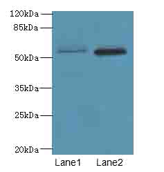 VWA9 / C15orf44 Antibody - Western blot. All lanes: VWA9 antibody at 4 ug/ml. Lane 1: HeLa whole cell lysate. Lane 2: NIH/3T3 whole cell lysate. Secondary Goat polyclonal to Rabbit IgG at 1:10000 dilution. Predicted band size: 57 kDa. Observed band size: 57 kDa.