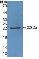 VWF / Von Willebrand Factor Antibody - Western Blot; Sample: Recombinant vWF, Porcine.