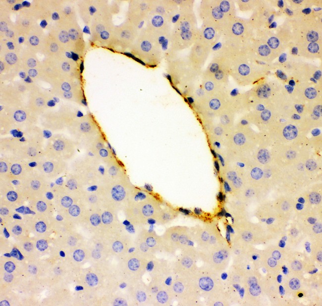 VWF / Von Willebrand Factor Antibody - VWF antibody IHC-paraffin: Mouse Liver Tissue.