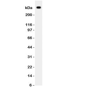 VWF / Von Willebrand Factor Antibody - Western blot testing of VWF antibody and HT1080 lysate. Expected/observed size ~309KD