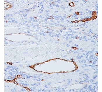 VWF / Von Willebrand Factor Antibody - vWF antibody 3E2D10 immunohistochemistry tonsil.  This image was taken for the unmodified form of this product. Other forms have not been tested.