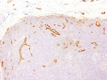 VWF / Von Willebrand Factor Antibody - Formalin-fixed, paraffin-embedded human tonsil stained with anti-vWF antibody (IIIE2.34).  This image was taken for the unmodified form of this product. Other forms have not been tested.