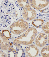 VWF / Von Willebrand Factor Antibody - Immunohistochemical of paraffin-embedded H. kidney section using VWF. Antibody was diluted at 1:25 dilution. A peroxidase-conjugated goat anti-rabbit IgG at 1:400 dilution was used as the secondary antibody, followed by DAB staining.