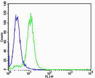 VWF / Von Willebrand Factor Antibody - Flow cytometric of K562 cells with VWF (green) compared to an isotype control of mouse IgG1 (blue). Antibody was diluted at 1:100 dilution. An Alexa Fluor 488 goat anti-mouse lgG at 1:400 dilution was used as the secondary antibody.