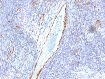 VWF / Von Willebrand Factor Antibody - IHC testing of FFPE human tonsil with von Willebrand Factor antibody (clone F8/86). Required HIER: boil tissue sections in 10mM citrate buffer, pH 6, for 10-20 min followed by cooling at RT for 20 min.