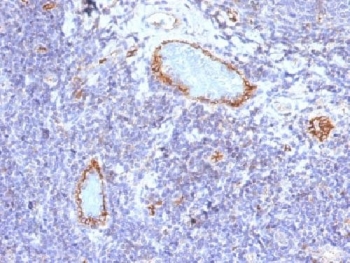 VWF / Von Willebrand Factor Antibody - IHC testing of FFPE human tonsil with vWF antibody (clone VWF/1465). Required HIER: boil tissue sections in 10mM citrate buffer, pH 6, for 10-20 min followed by cooling at RT for 20 min.