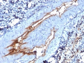 VWF / Von Willebrand Factor Antibody - IHC testing of FFPE human spleen with vWF antibody (clone VWF/1767). Required HIER: boil tissue sections in 10mM citrate buffer, pH 6, for 10-20 min followed by cooling at RT for 20 min.