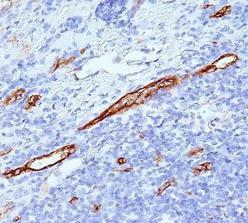 VWF / Von Willebrand Factor Antibody - von Willebrand factor antibody VWF635 immunohistochemistry tonsil.  This image was taken for the unmodified form of this product. Other forms have not been tested.