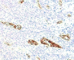 VWF / Von Willebrand Factor Antibody - IHC testing of FFPE human pancreas and von Willebrand Factor antibody (WFA52-2).  This image was taken for the unmodified form of this product. Other forms have not been tested.
