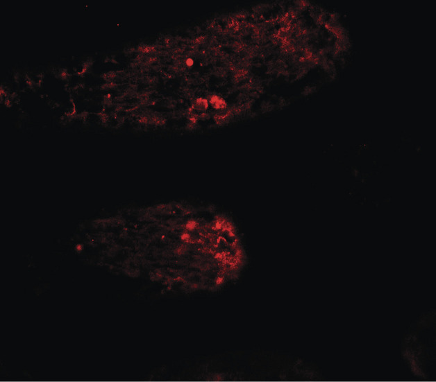 WAC Antibody - Immunofluorescence of WAC in mouse testis tissue with WAC antibody at 5 ug/ml.