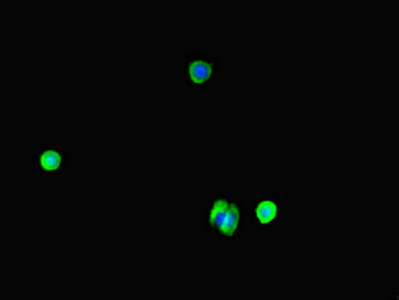 WAC Antibody - Immunofluorescent analysis of MCF7 cells diluted at 1:100 and Alexa Fluor 488-congugated AffiniPure Goat Anti-Rabbit IgG(H+L)