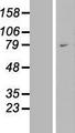 WAC Protein - Western validation with an anti-DDK antibody * L: Control HEK293 lysate R: Over-expression lysate