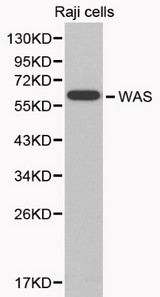 WAS / WASP Antibody - Western blot of WAS pAb in extracts from Raji cells.