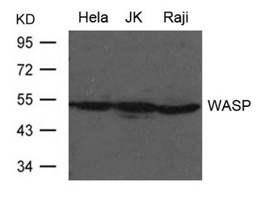 WAS / WASP Antibody - Western blot of extract from HeLa, JK and Raji cells using WASP Antibody