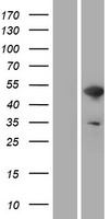 WAS / WASP Protein - Western validation with an anti-DDK antibody * L: Control HEK293 lysate R: Over-expression lysate