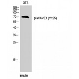 WASF1 / WAVE Antibody - Western blot of Phospho-WAVE1 (Y125) antibody