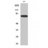 WASF1 / WAVE Antibody - Western blot of WAVE1 antibody HEK293T cell extracts, 30 ug/lane, antibody at a 1:500 dilution.
