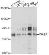 WASF1 / WAVE Antibody - Western blot analysis of extracts of various cell lines, using WASF1 antibody at 1:3000 dilution. The secondary antibody used was an HRP Goat Anti-Rabbit IgG (H+L) at 1:10000 dilution. Lysates were loaded 25ug per lane and 3% nonfat dry milk in TBST was used for blocking. An ECL Kit was used for detection and the exposure time was 60s.