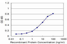 WASF2 / SCAR2 Antibody - Detection limit for recombinant GST tagged WASF2 is approximately 0.3 ng/ml as a capture antibody.