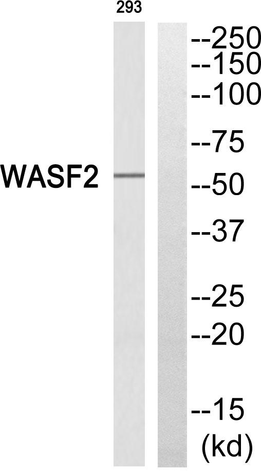 WASF2 / SCAR2 Antibody - Western blot analysis of extracts from 293 cells, using WASF2 antibody.