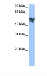 WASF3 Antibody - Fetal brain cell lysate. Antibody concentration: 1.0 ug/ml. Gel concentration: 12%.  This image was taken for the unconjugated form of this product. Other forms have not been tested.