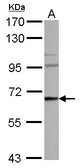 WASF3 Antibody - Sample (30 ug of whole cell lysate) A: NT2D1 7.5% SDS PAGE WASF3 antibody diluted at 1:1000