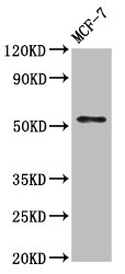 WASF3 Antibody - Positive Western Blot detected in MCF-7 whole cell lysate. All lanes: WASF3 antibody at 7 µg/ml Secondary Goat polyclonal to rabbit IgG at 1/50000 dilution. Predicted band size: 56 KDa. Observed band size: 56 KDa