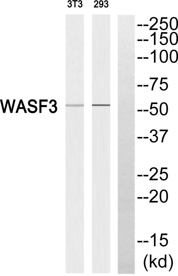 WASF3 Antibody - Western blot analysis of extracts from 3T3 cells and 293 cells, using WASF3 antibody.