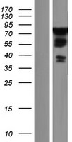 WASH1 Protein - Western validation with an anti-DDK antibody * L: Control HEK293 lysate R: Over-expression lysate