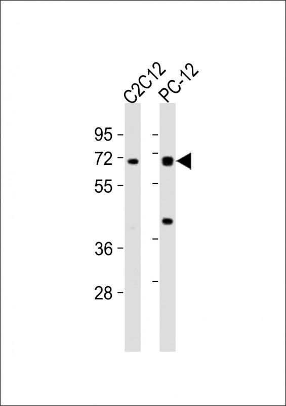 WASL / N-WASP Antibody - All lanes : Anti-WASL Antibody at 1:2000 dilution Lane 1: C2C12 whole cell lysates Lane 2: PC-12 whole cell lysates Lysates/proteins at 20 ug per lane. Secondary Goat Anti-Rabbit IgG, (H+L), Peroxidase conjugated at 1/10000 dilution Predicted band size : 55 kDa Blocking/Dilution buffer: 5% NFDM/TBST.