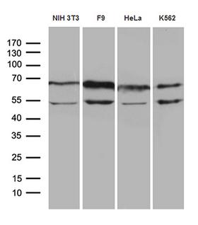 WASL / N-WASP Antibody - Western blot analysis of extracts. (35ug) from 4 different cell lines by using anti-WASL monoclonal antibody. (1:500)