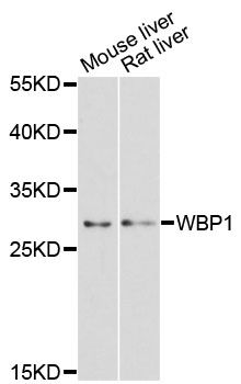 WBP1 Antibody - Western blot analysis of extracts of various cell lines, using WBP1 antibody at 1:3000 dilution. The secondary antibody used was an HRP Goat Anti-Rabbit IgG (H+L) at 1:10000 dilution. Lysates were loaded 25ug per lane and 3% nonfat dry milk in TBST was used for blocking. An ECL Kit was used for detection and the exposure time was 90s.