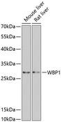 WBP1 Antibody - Western blot analysis of extracts of various cell lines using WBP1 Polyclonal Antibody at dilution of 1:3000.