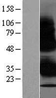 WBP1 Protein - Western validation with an anti-DDK antibody * L: Control HEK293 lysate R: Over-expression lysate