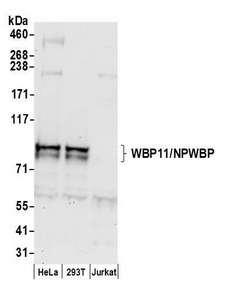 WBP11 Antibody - Detection of human WBP11/NPWBP by western blot. Samples: Whole cell lysate (50 µg) from HeLa, HEK293T, and Jurkat cells prepared using NETN lysis buffer. Antibody: Affinity purified rabbit anti-WBP11/NPWBP antibody used for WB at 0.1 µg/ml. Detection: Chemiluminescence with an exposure time of 30 seconds.