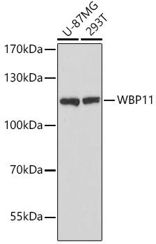 WBP11 Antibody - Western blot analysis of extracts of various cell lines using WBP11 Polyclonal Antibody at dilution of 1:3000.