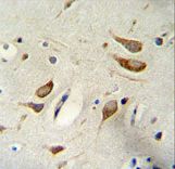 WBP2 Antibody - WBP2 Antibody immunohistochemistry of formalin-fixed and paraffin-embedded human brain tissue followed by peroxidase-conjugated secondary antibody and DAB staining.
