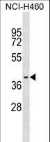 WBP2NL Antibody - WBP2NL Antibody western blot of NCI-H460 cell line lysates (35 ug/lane). The WBP2NL antibody detected the WBP2NL protein (arrow).