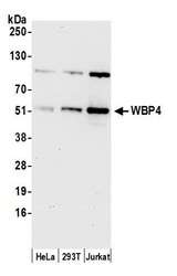 WBP4 Antibody - Detection of human WBP4 by western blot. Samples: Whole cell lysate (15 µg) from HeLa, HEK293T, and Jurkat cells prepared using NETN lysis buffer. Antibody: Affinity purified rabbit anti-WBP4 antibody used for WB at 1:1000. Detection: Chemiluminescence with an exposure time of 30 seconds.