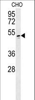 WBSCR16 Antibody - WBS16 Antibody western blot of CHO cell line lysates (35 ug/lane). The WBS16 antibody detected the WBS16 protein (arrow).